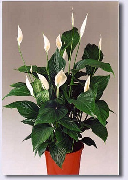 Megastic White Flowers Manufacturer Supplier Wholesale Exporter Importer Buyer Trader Retailer in New Delhi Delhi India